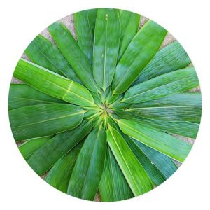 Sản phẩm từ lá tre