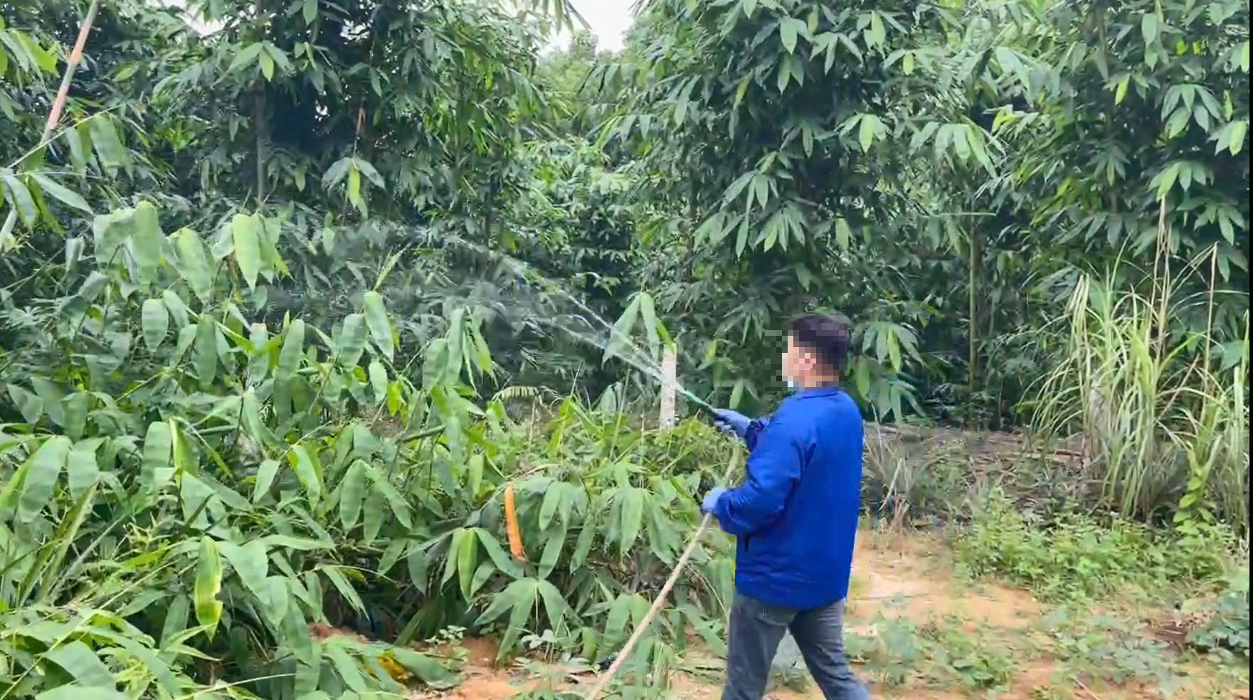 Công nhân tưới cây bằng hệ thống vòi phun