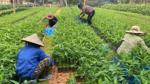 Công nhân chăm sóc cây giống trong vườn ươm