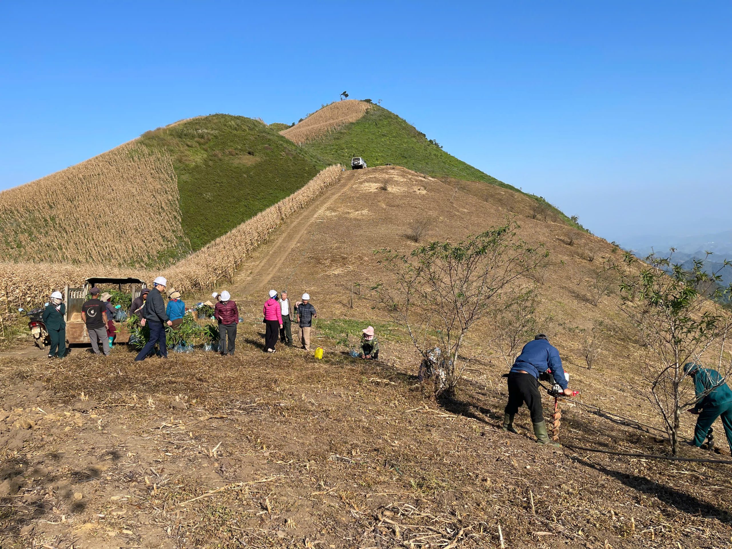 Khoan hố trồng cây
